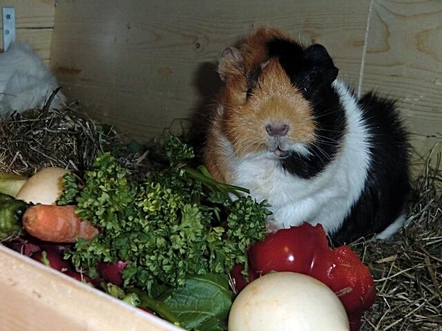 Rosie ist erstaunt; Rosettenmeerschwein in Schildpatt-Weiß