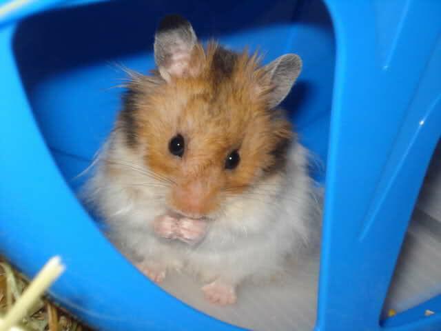Mein Teddyhamster "Buh" :)