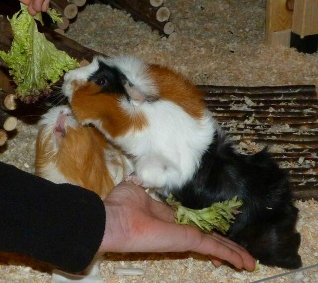 Flöckchen (mit der Zunge) und Muffin beim gieren ;-)