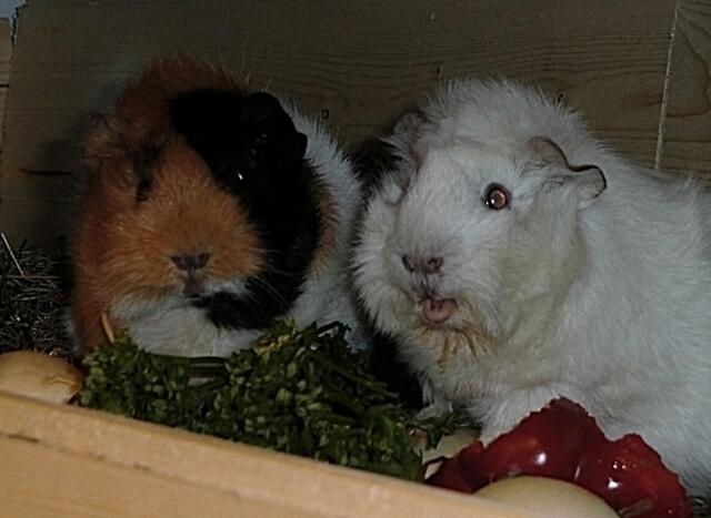 Rosie (re.) mit Flöckchen (li.) freuen sich übers Futter (Rosettenmeerschweine)
