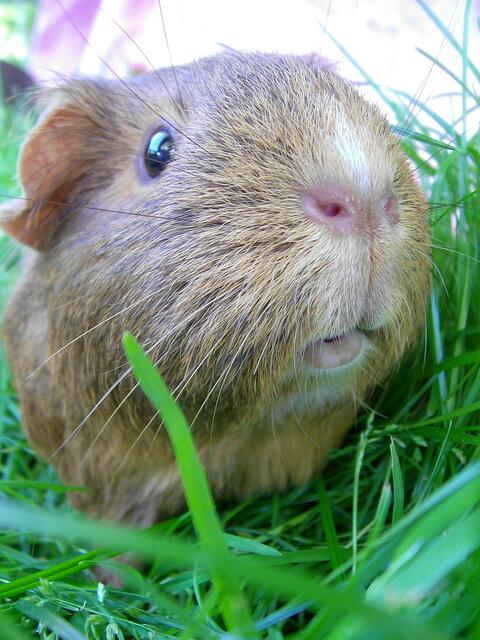 Meerschweinchen, Glatthaar Agouti, Knoppers