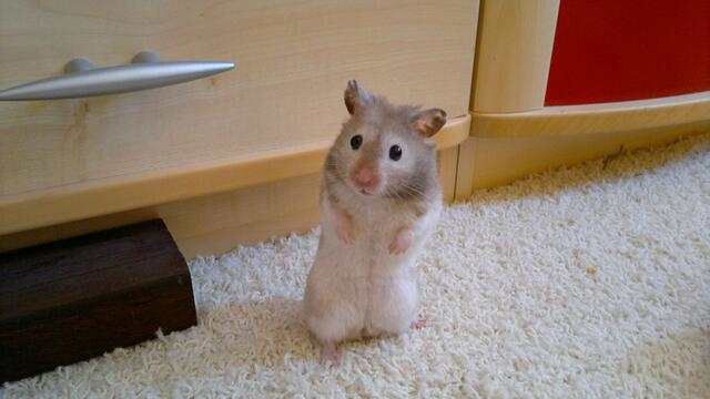 Phineas, Goldhamster-Opi (25 Monate alt)