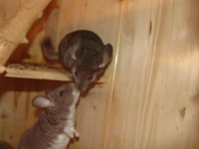 Ying und Maggy