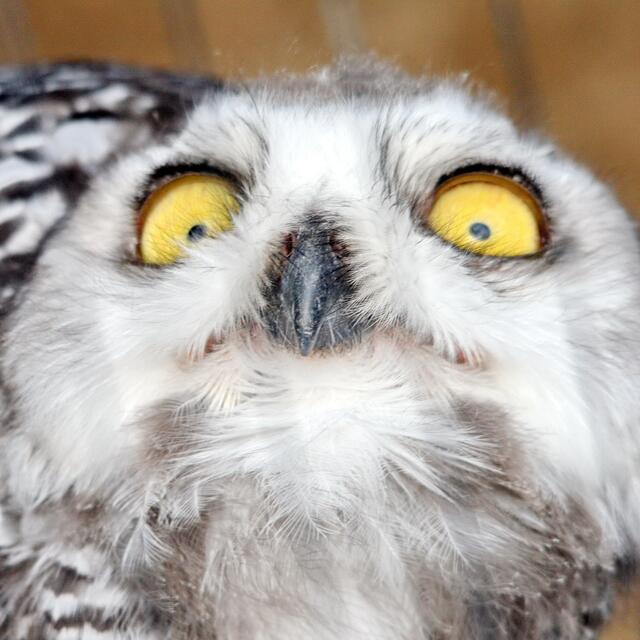Oh, Schreck lass nach. Fressen die Gefiederte?