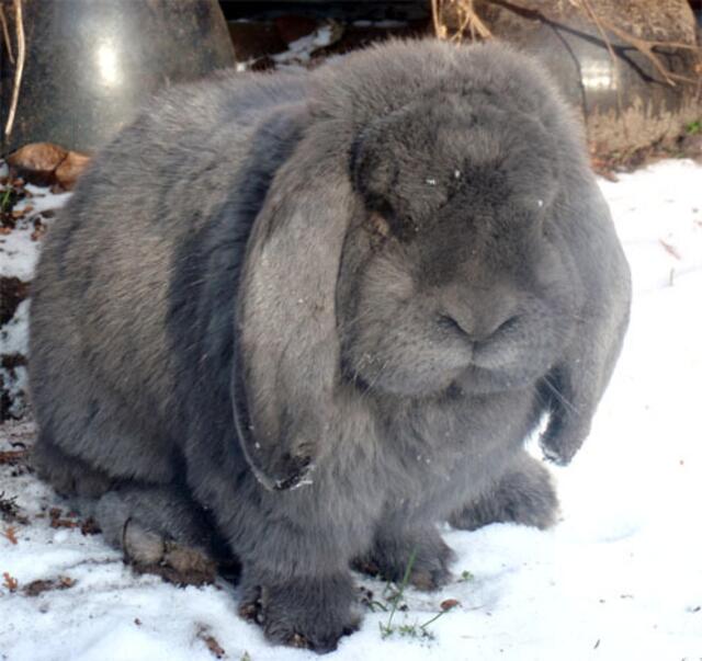Französiche Widder Lars im Schnee