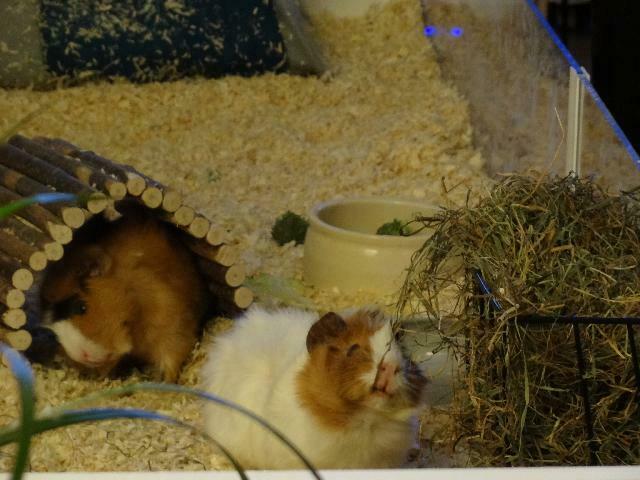 Speedy und sein Kompane Gonzales (im Hintergrund _ beides Rosettenmeerschweinchen)