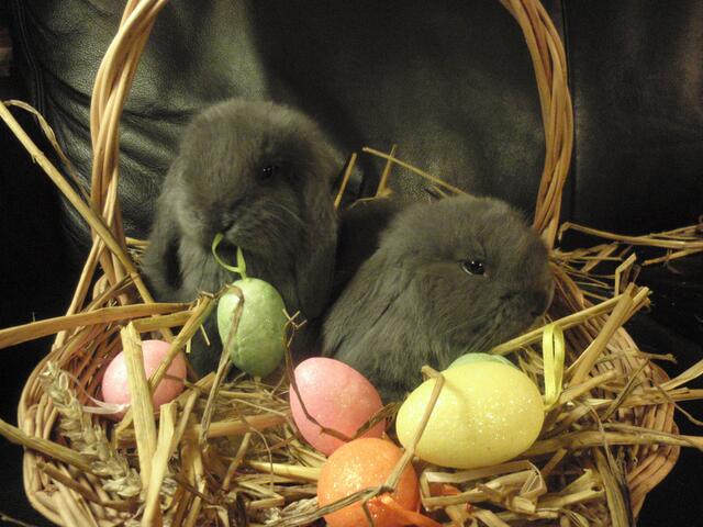 Süsse Osterkaninchen.