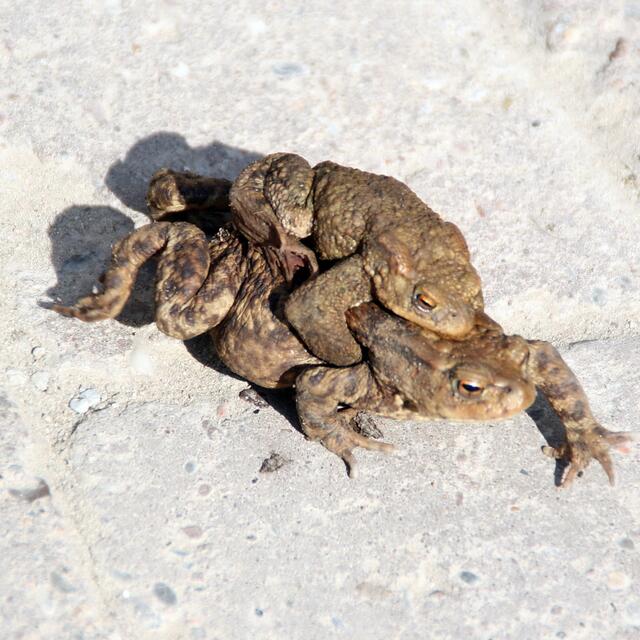 Mädchen, nun leg mal nen Zahn zu! Erst müssen wir den Schwebesel sehn. Dann kommen wir zum wesentlichen ....