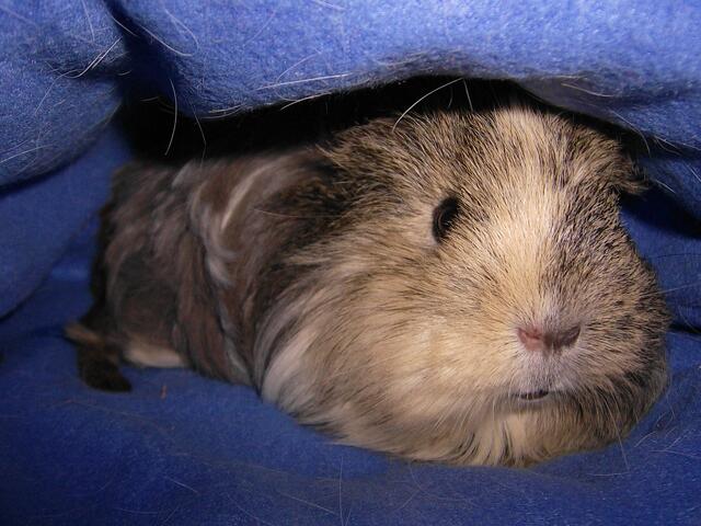 Meerschweinchen / Sheltie / Fussel alias Pitschi