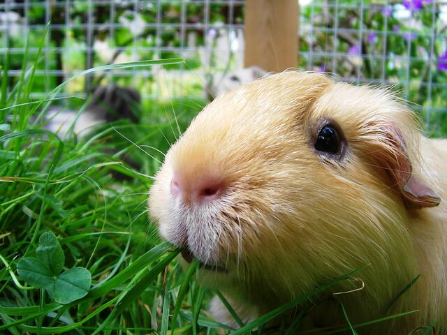 Meerschweinchen / GH Satin / Peanut