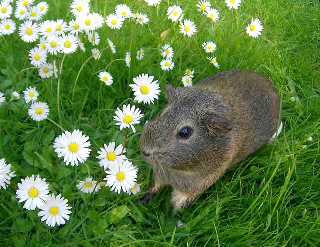 Meerschweinchen / GH Agouti / Hazel