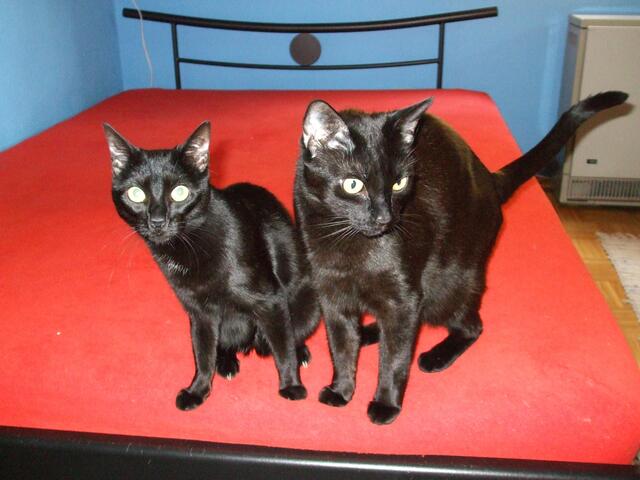 Katzen / EHK / Jeanie & Jubei