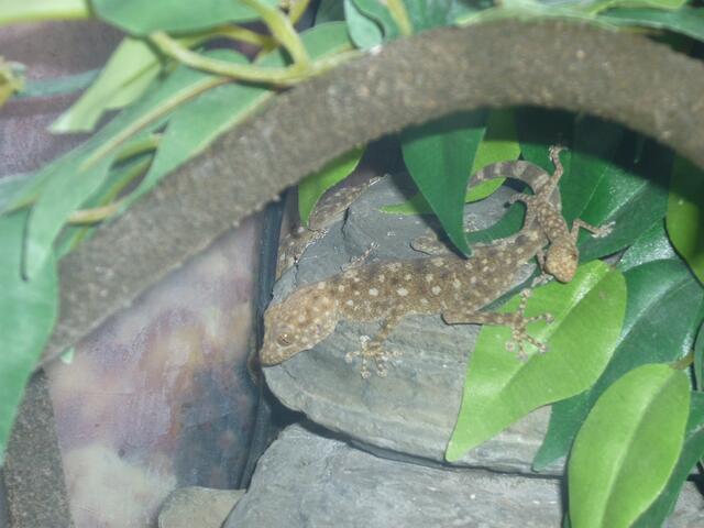 Gecko / Ptyodactylus guttatus / Janka, Janko & Nachwuchs Klaus (der mittlerweile ausgezogen ist)