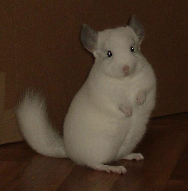 Chinchin