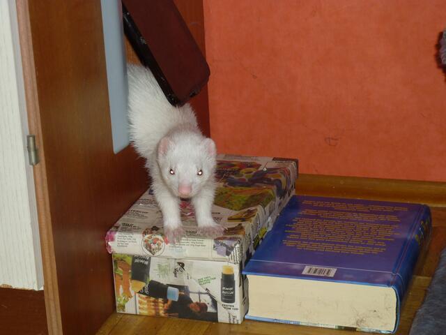 Frettchen / Clyde