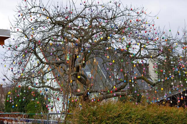 ...ist der Ostereierbaum in Kleinrückerswalde.