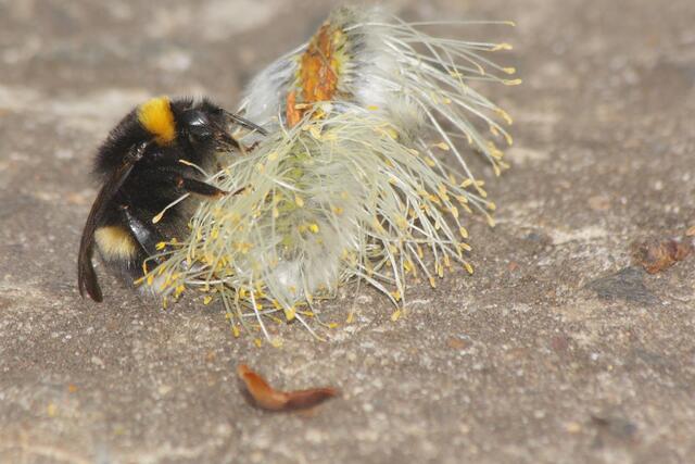 Hummel auf Nahrungssuche