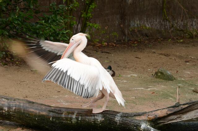 pelikan im zoo Hannover   04