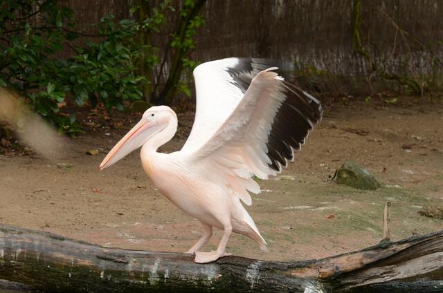 pelikan im zoo Hannover   03
