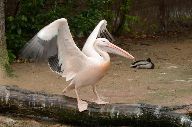 pelikan im zoo Hannover   06