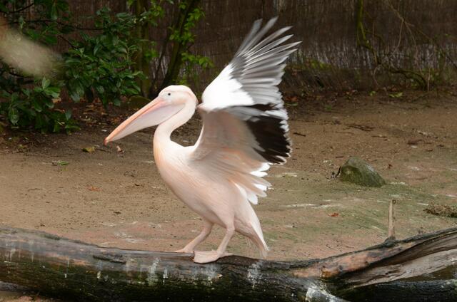 pelikan im zoo Hannover   02