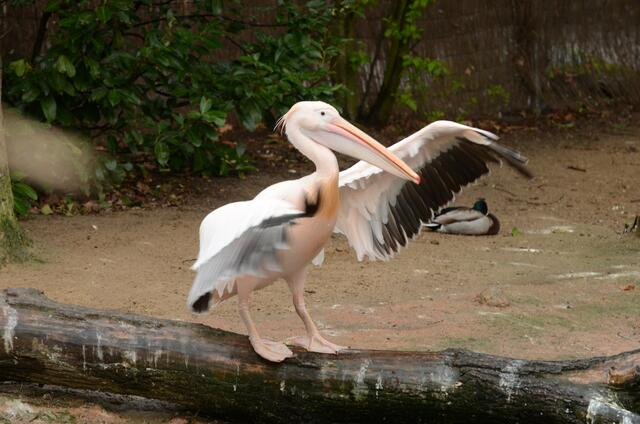pelikan im zoo Hannover   05