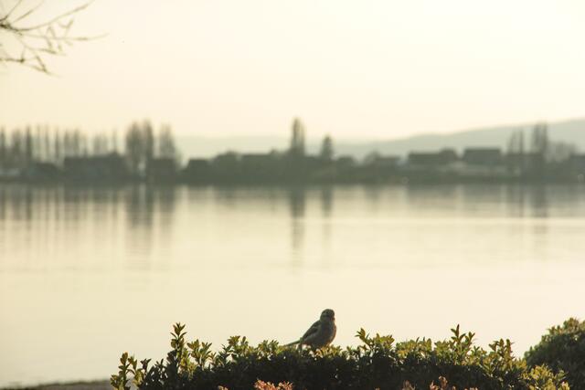 Blick zur Reichenau