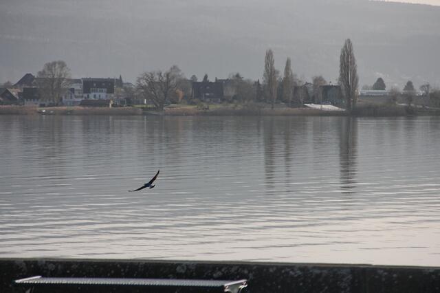 Blick zur Reichenau