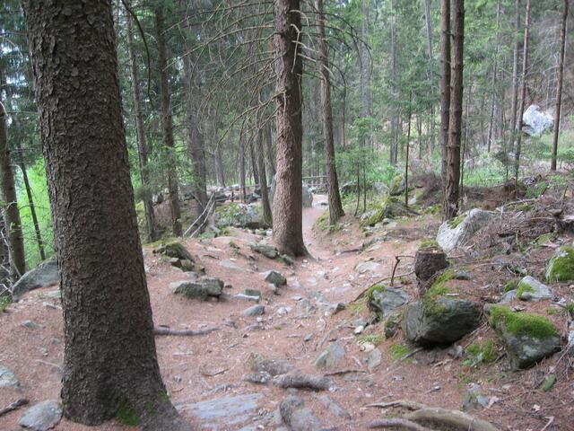 Schönes Waldstück auf dem Weg der Besinnung. Wir gehen diesen Wegabschnitt schweigend, einen "Mitgehsatz" auf den Lippen: Jesus, Licht der Menschen und Hoffnung für die Welt."