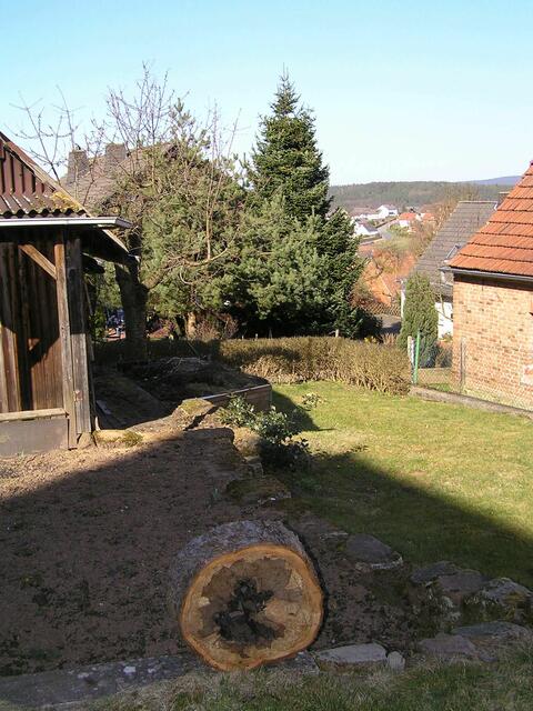 Februar 2012 - die übrig gebliebene Baumscheibe spricht ein eindeutiges Urteil