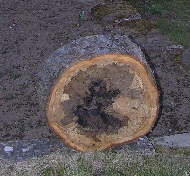 ...  etwa 1m über dem Boden/Wurzeln sah der Baum so aus. Im unteren Bereich bis zu den Wurzeln befand sich beste Blumenerde!
