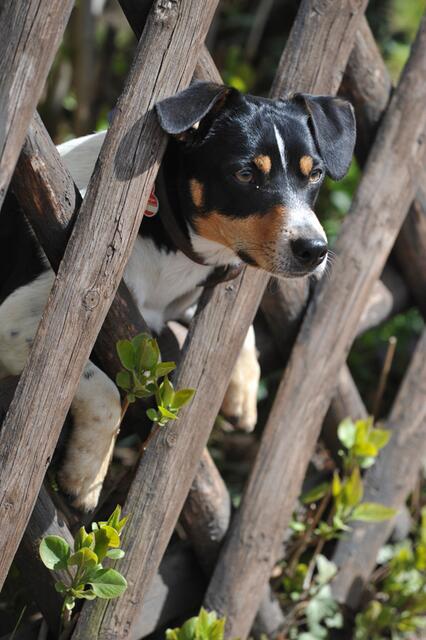 Wie traurig – ich darf nicht mit! Hofhund Max muss zuhause bleiben. | Foto: ® Rick Bilderdienst