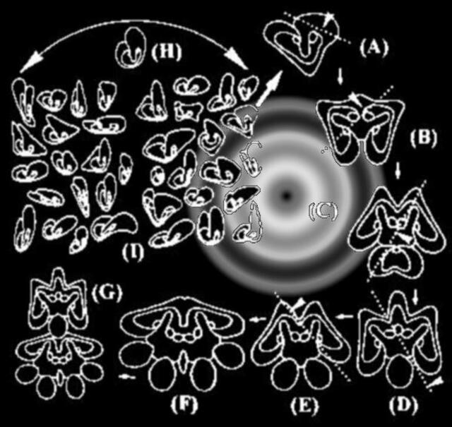 Zur Abbildung vorher: wie Figuren entwickelt werden - ars evolutoria Bildentwicklung "parallel zur Natur" ...