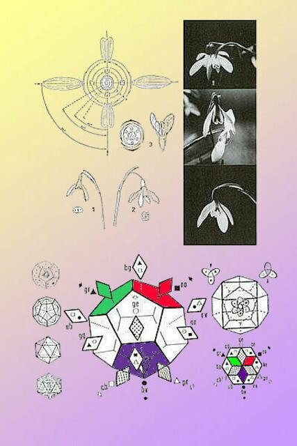 LEHRTAFEL: MIT HYPOTHESE eine paarbildende Oszillationsfigur mit dreistrahlig-rotationssymmetrischen Knotenbahnen postuliert (Fissionsknoten-Gestalt mit „TRIQUETRA“-Struktur) als Schüssel-Figur/Schwingung für das L-M/A-E-U-Modell.
