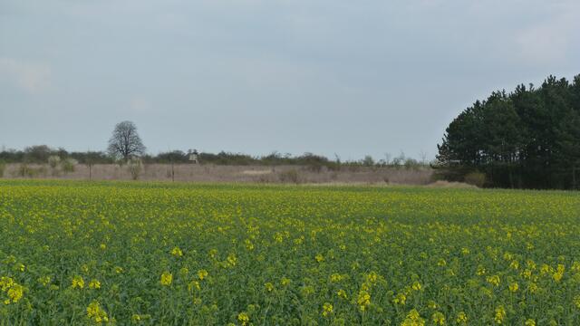 Die "alte Linde" im Hintergrund