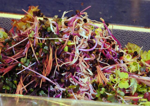 Edel & Weiß - Spitzenköche beim Themenabend in der Sterndl´ Alm auf dem Augsburger Frühjahrsplärrer. Exklusive Sprossen-Auswahl in der Küche