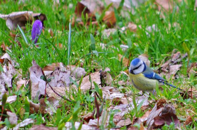 Auch die Blaumeise war auf Nahrungssuche.
