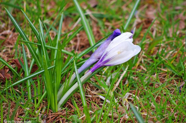 Krokusse...