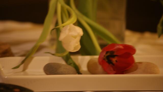 Müde Tulpen