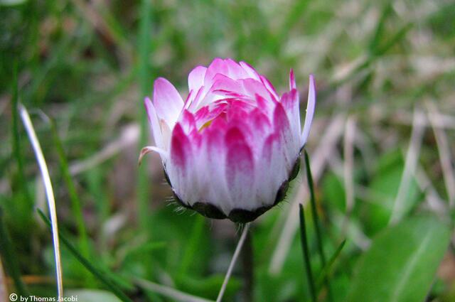 Ob dies mal ein Gänseblümchen wird?