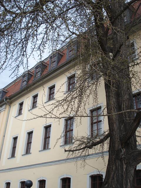 Ginkgo-Baum, über den Goethe schrieb: Dieses Baumes Blatt, der von Osten meinem Garten anvertraut .....