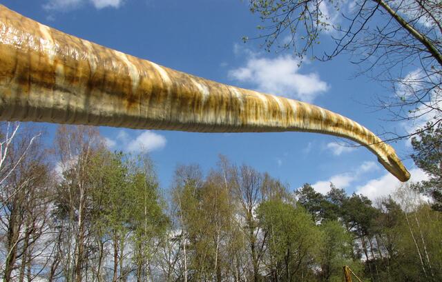 Die Sauropoden tragen auch den Namen Langhalsdinosaurier. Man kann es nachvollziehen. Sie hatten aber nicht wie die heutigen Säugetiere, auch Giraffen, 7 Halswirbel, sondern 10. Dieses Saurier-Modell hat die Länge von etwa 45 Metern und ist damit weltweit das größte seiner Art.