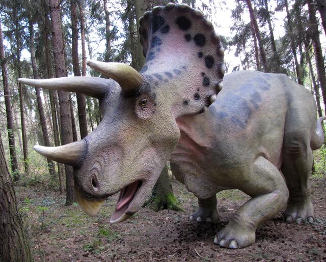 Die drei Hörner der Triceratops waren wohl eine fürchterliche Verteidigungswaffe. Er war der größte der Gattung Ceratopsia, und schwerer als ein Elefant.
