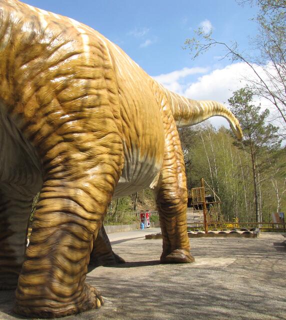 Der Seismosaurus (Erdbebensaurier) war vielleicht der größte Vertreter seiner Art. Oft wird sein Gewicht mit bis zu 80 oder sogar 100 Tonnen angegeben. Nach neueren Erkenntnissen waren es aber eher so um die 30 Tonnen, und auch das ist noch beachtlich.