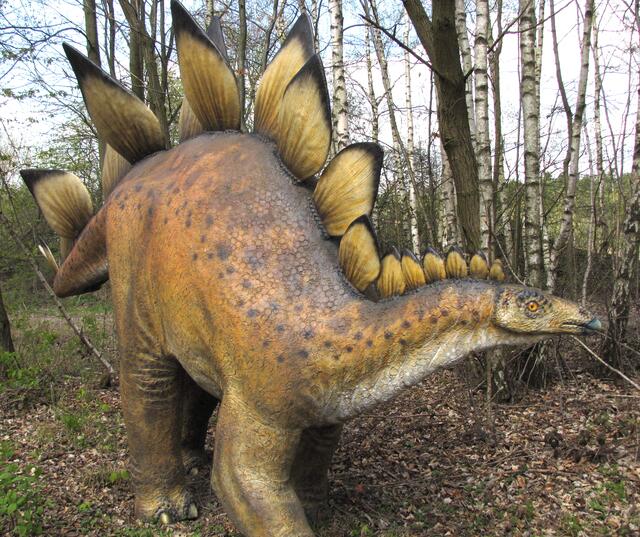 Die Hornplatten des Stegosaurus dienten vermutlich zur Regulierung der Körpertemperatur.