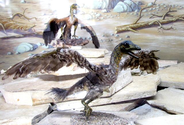 Fast alle Dinosaurier sind ausgestorben, diese Art allerdings nicht. Aus dem Archaeopterix entwickelten sich vermutlich heutige Vögel.