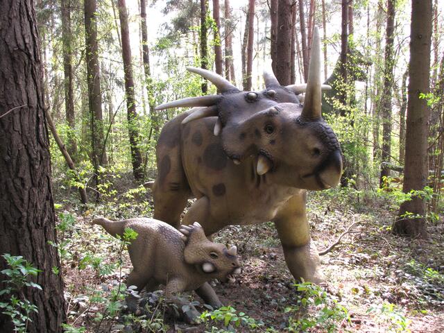 Phantasievoller als die Natur hätten sie wohl auch Hollywood-Regisseure nicht in Szene setzen können. Allein der Kopf des Styracosaurus albertensis war über zwei Meter lang und eineinhalb Meter breit. Die Nackenschilde dienten wohl der Verteidigung.