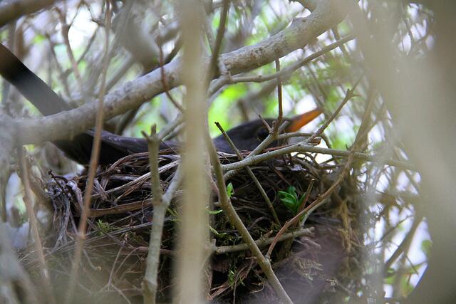 23. April Mama sitzt im Nest also schnell weg