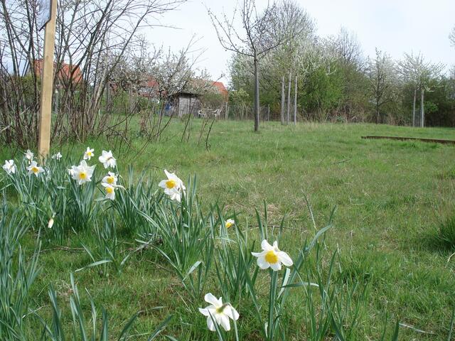 Frühling auf der Obststreuwiese