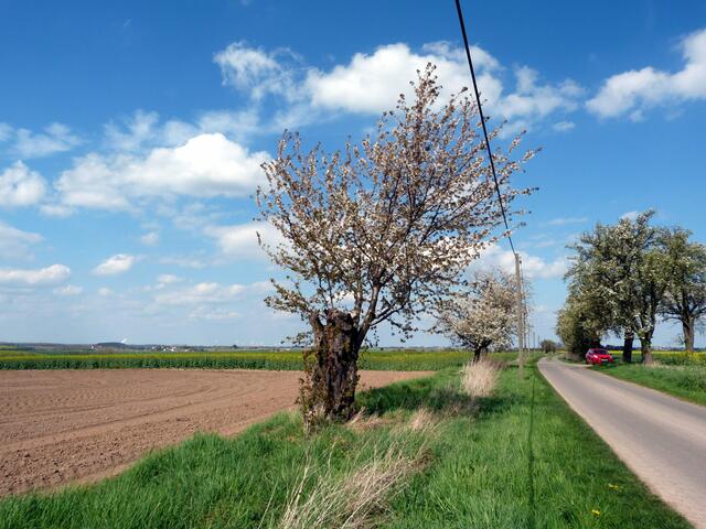DAS WAR AUCH MAL EIN STOLZER BAUM!